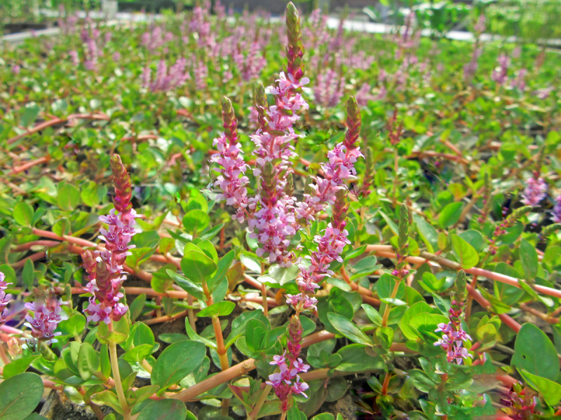 rundblättriger Rotala - Rotala rotundifolia